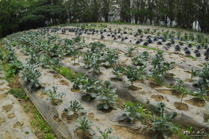 生态种植养殖区