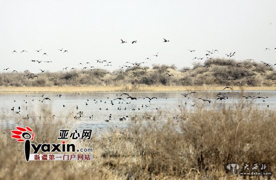 千只水鸟嬉戏塔克拉玛干沙漠湿地