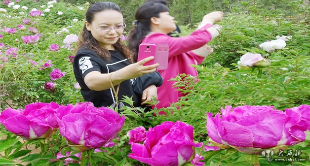 兰州黄河风情线：牡丹花争芳斗艳